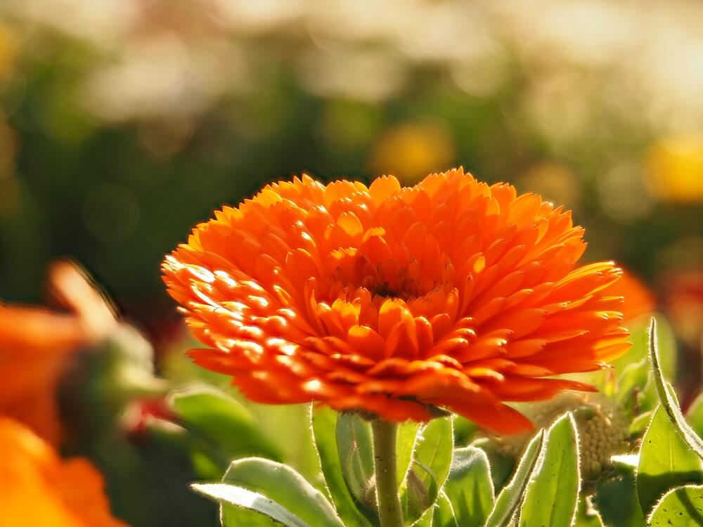 12月の花おすすめ12選 真冬に見頃を迎える種類は 花壇やプランターで楽しめるのは Greensnap グリーンスナップ