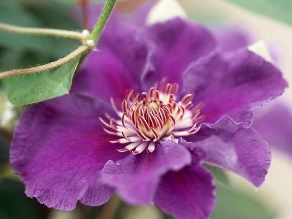 クレマチス　紫色の花