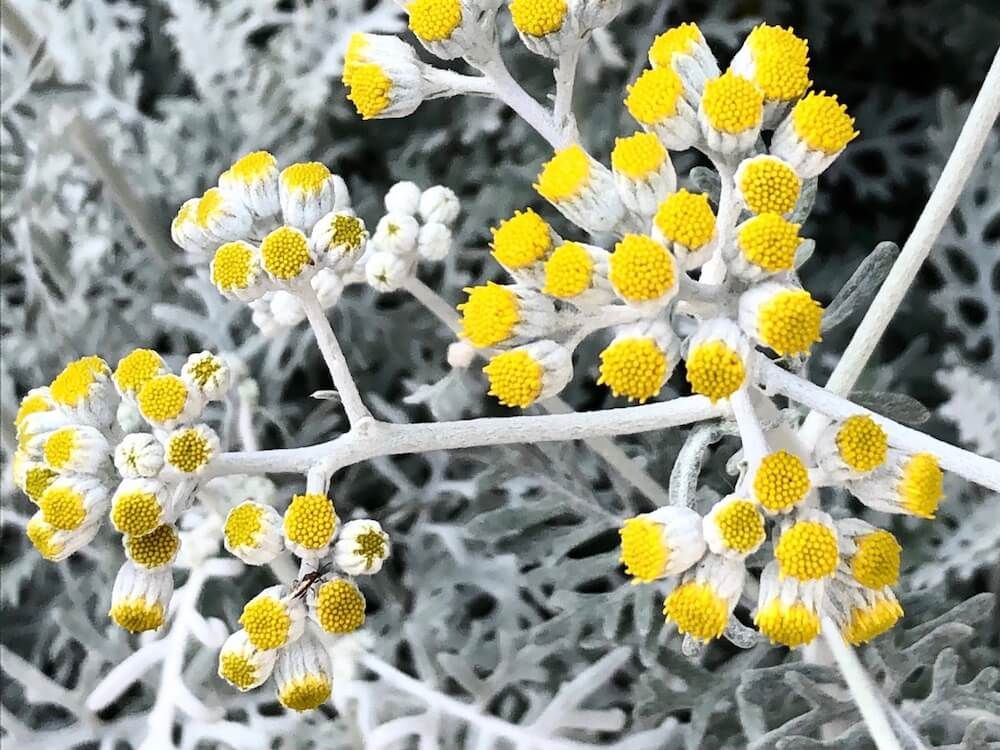 シロタエギク　ダスティーミター