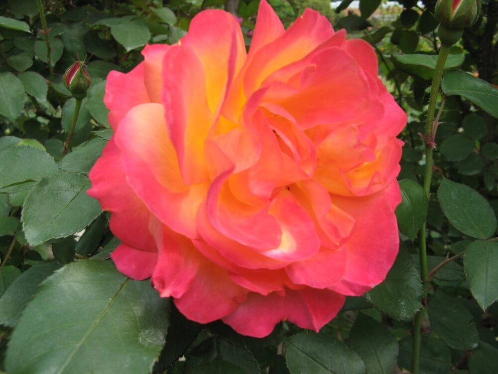 福岡市植物園　バラ　スヴニールドゥアンネフランク