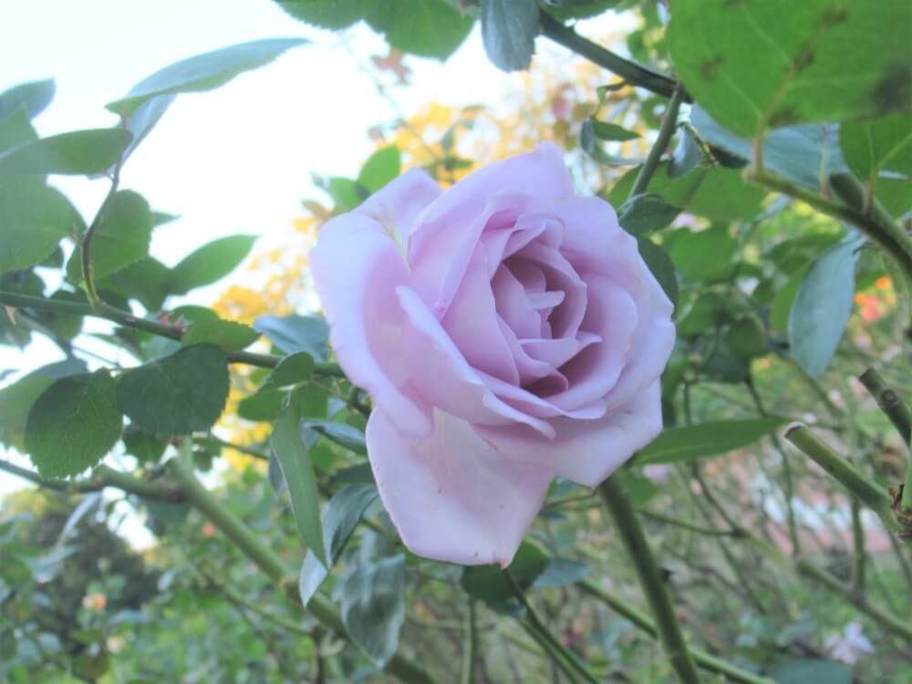 福岡市植物園　バラ　ブルームーン