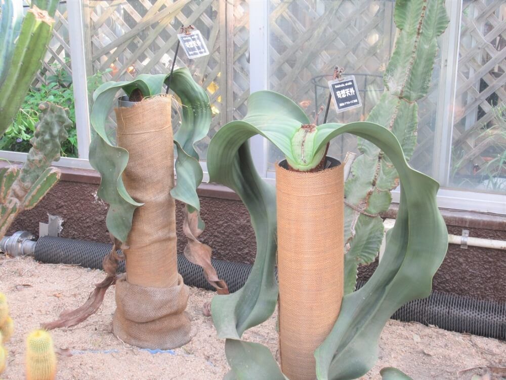 福岡市植物園　キソウテンガイ