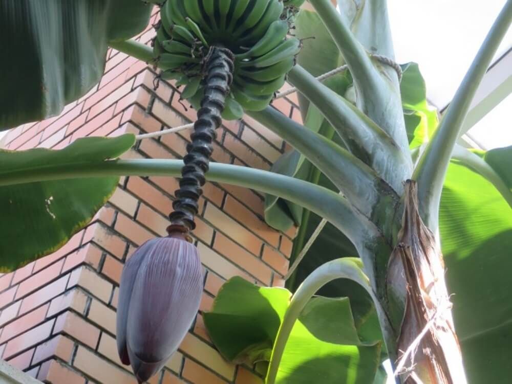 福岡市植物園　バナナ