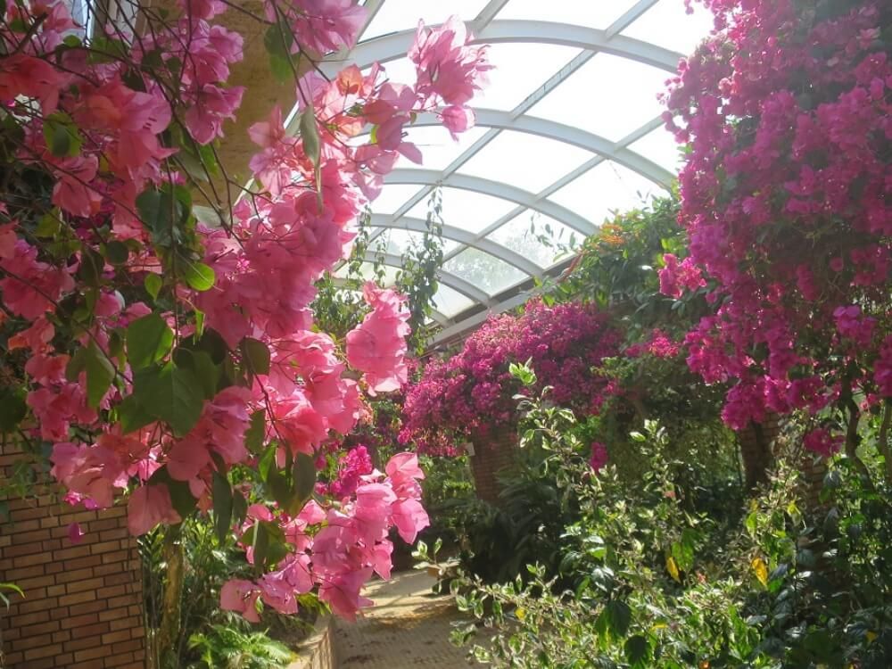 福岡市植物園　廻廊温室