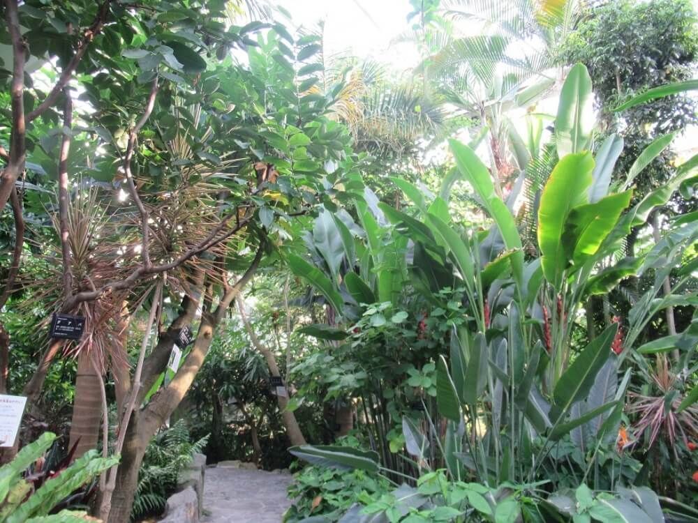 福岡市植物園　大温室