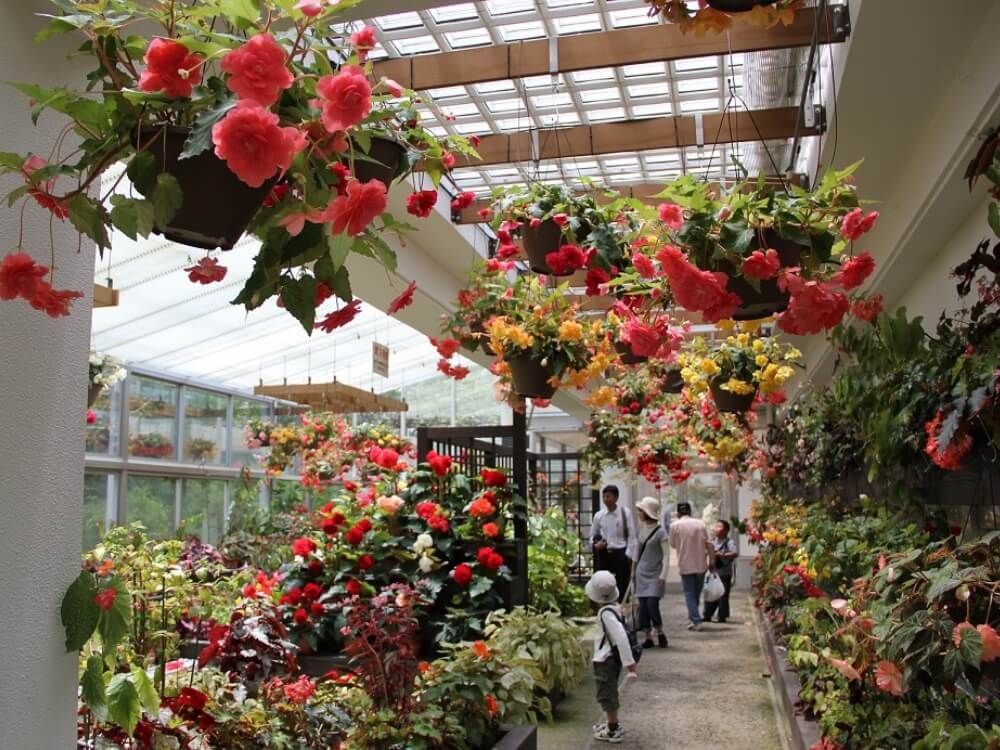 福岡市植物園　鉢花室