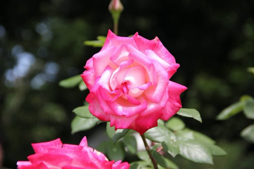 福岡市植物園　バラ　セイカ（聖火）