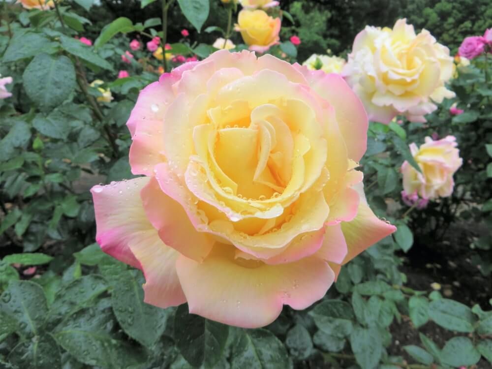 福岡市植物園　バラ　ピース