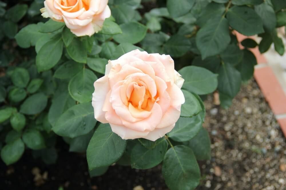 福岡市植物園　バラ　マリリンモンロー