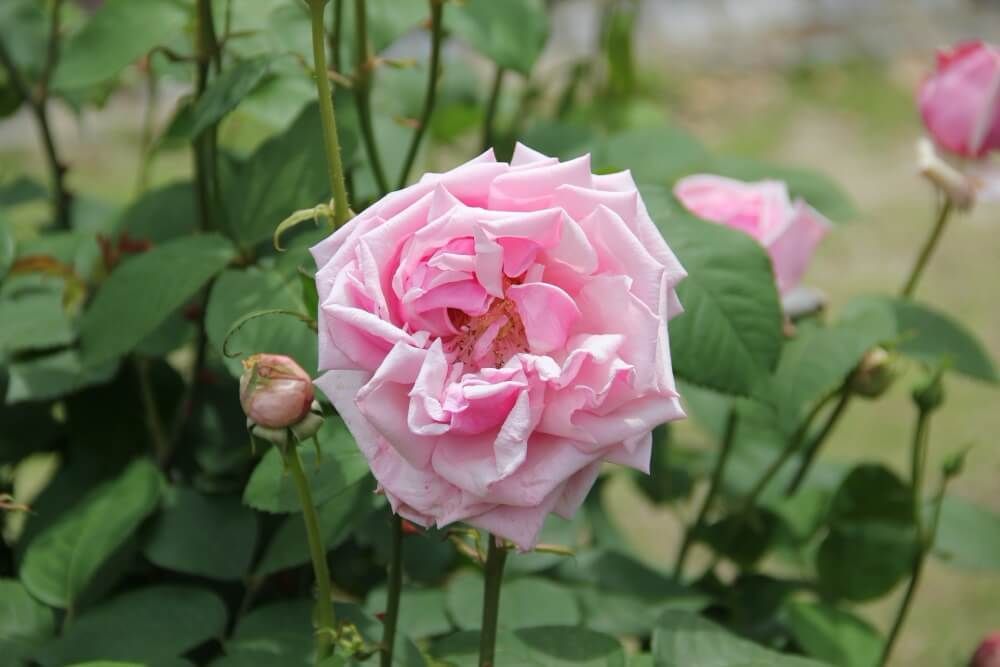 福岡市植物園　バラ　ラ・フランス