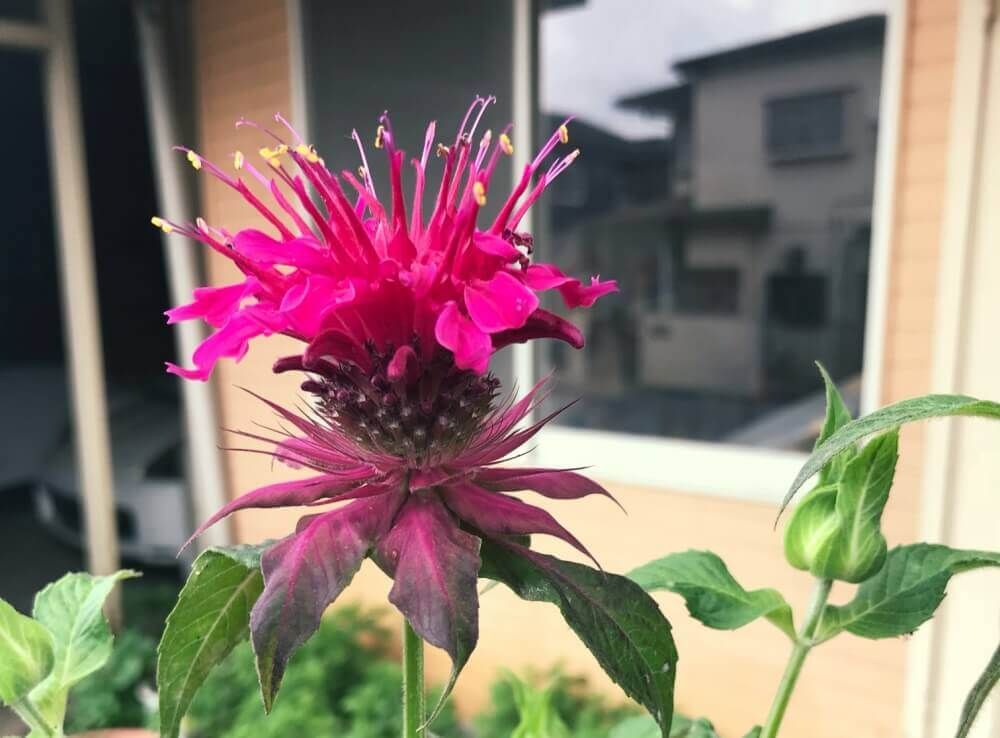 ケンブリッジスカーレット