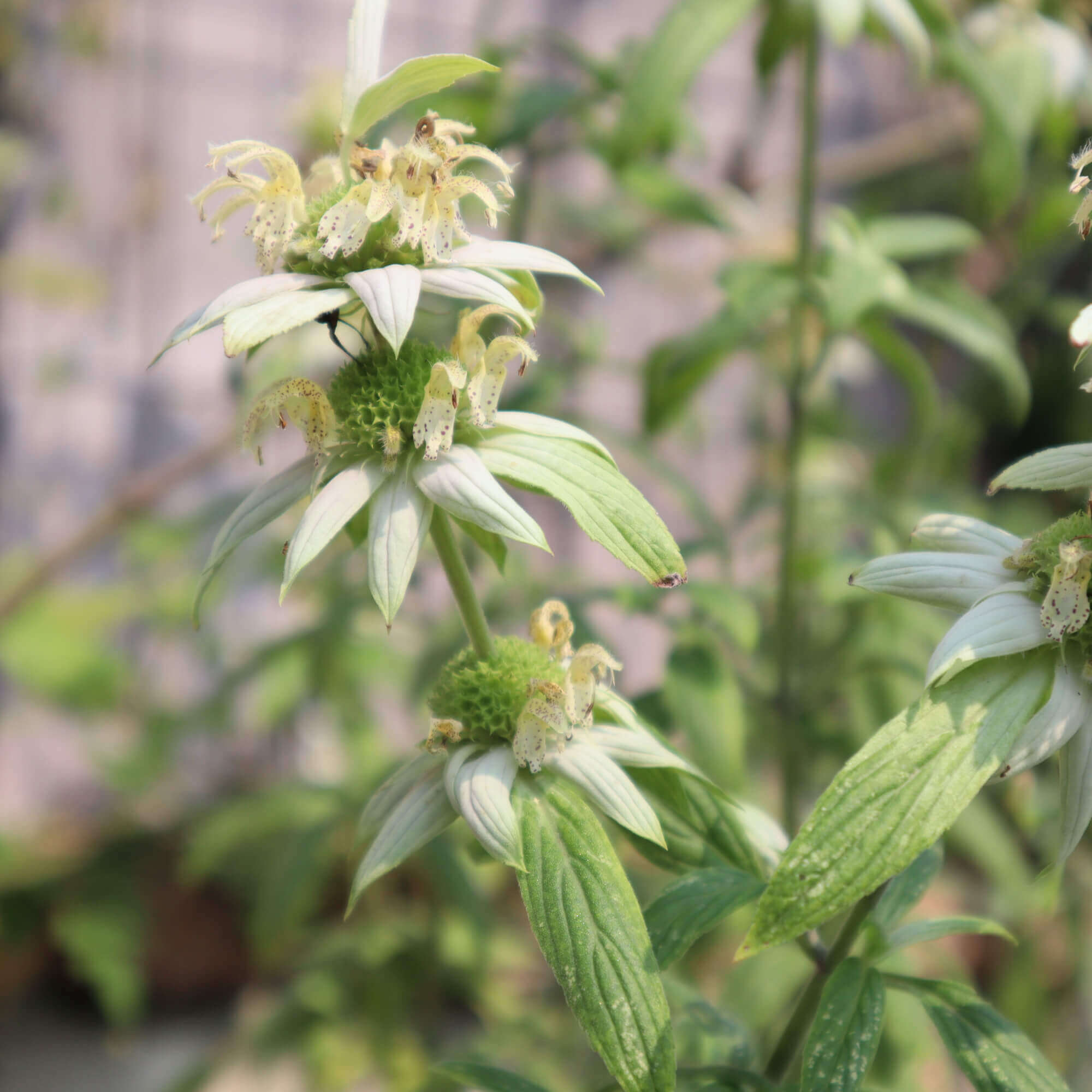 ベルガモット モダルナ の花言葉 香りや花の特徴 ハーブとしての効能は Greensnap グリーンスナップ