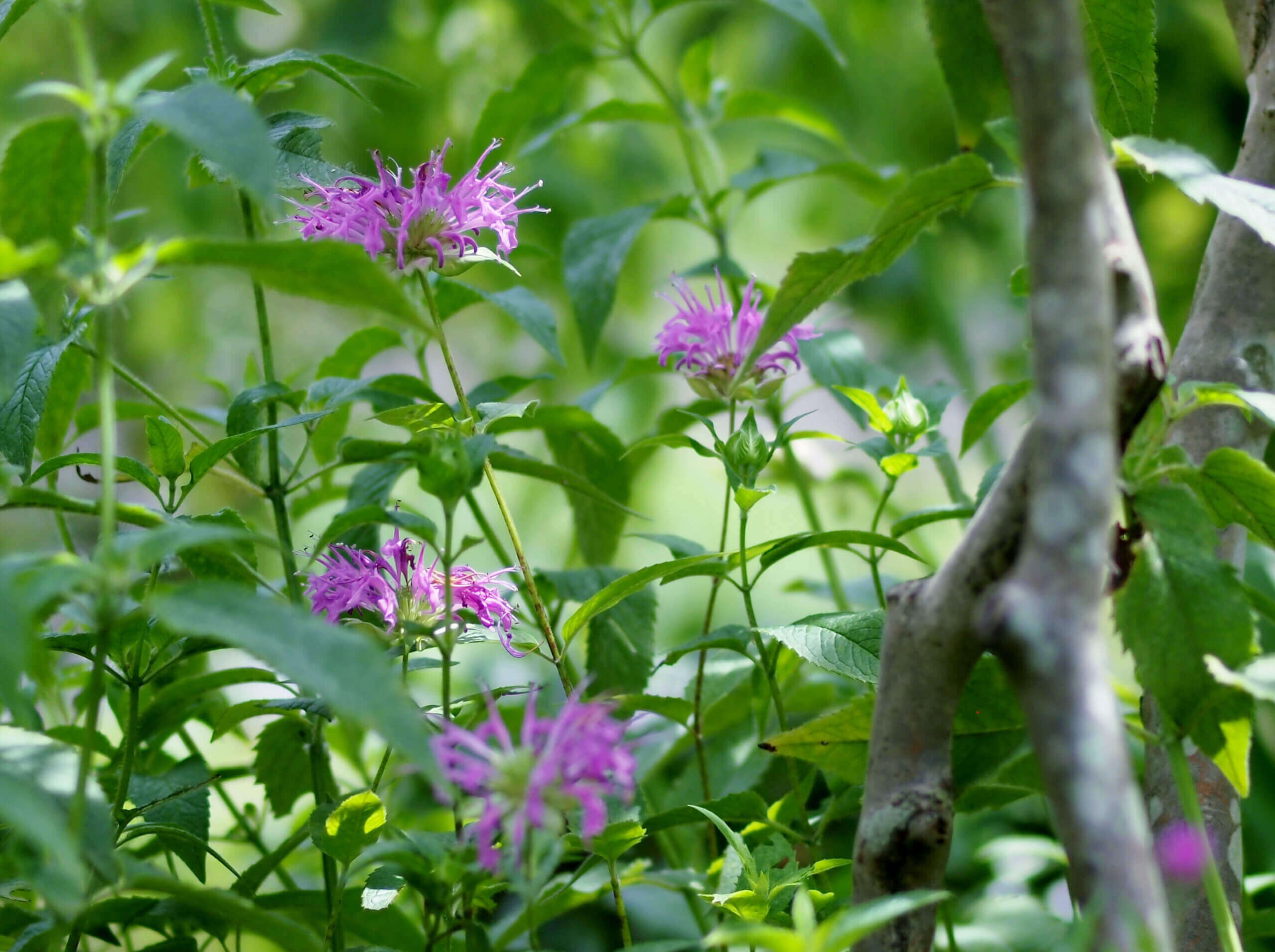 ベルガモット モダルナ の花言葉 香りや花の特徴 ハーブとしての効能は Greensnap グリーンスナップ