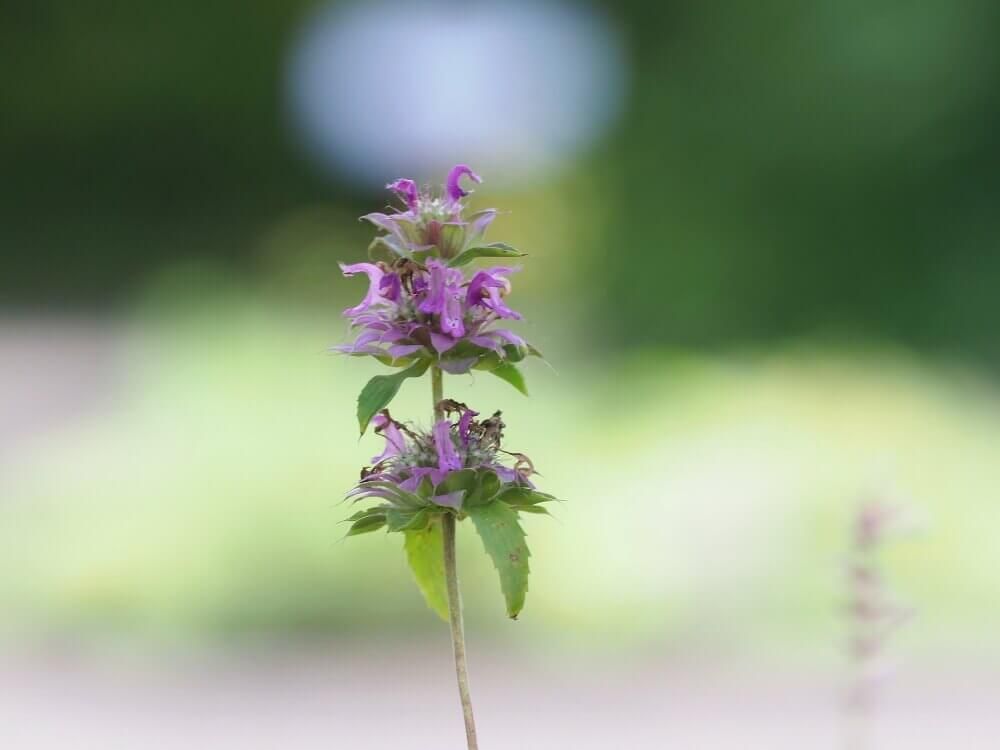 レモンベルガモット