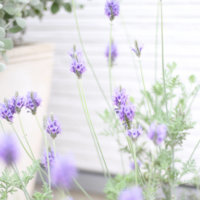 レースラベンダーの花言葉｜由来や花の種類、香りはある？の画像