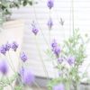 レースラベンダーの花言葉｜由来や花の種類、香りはある？の画像