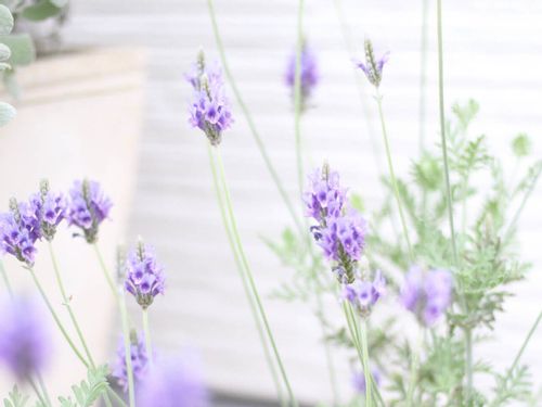 7月の誕生花 日別の花一覧と花言葉は 7月生まれの人に贈ろう Greensnap グリーンスナップ