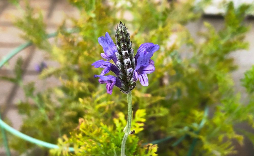 レースラベンダー