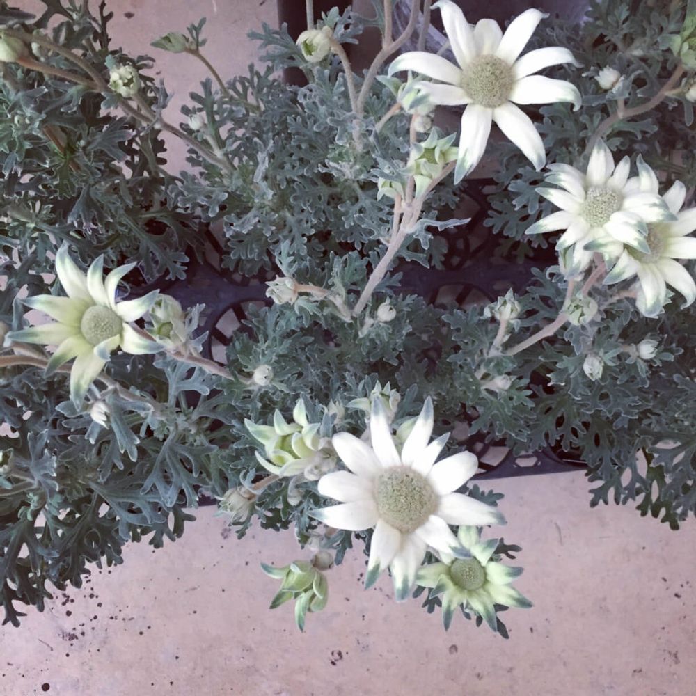 ファンシースノー