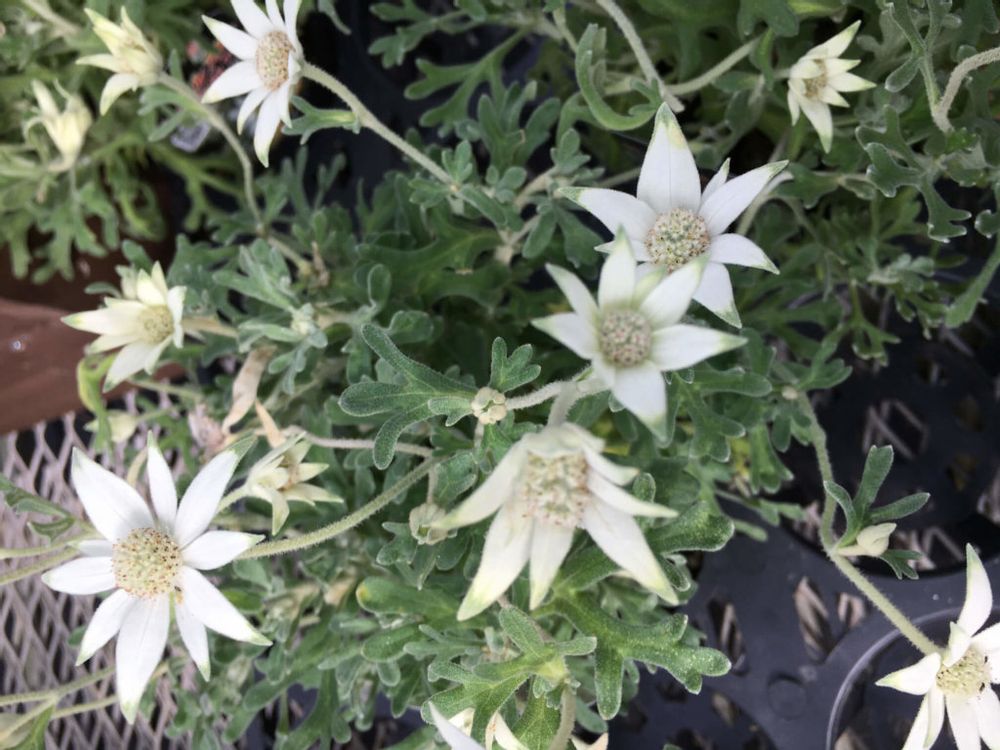 フランネルフラワー