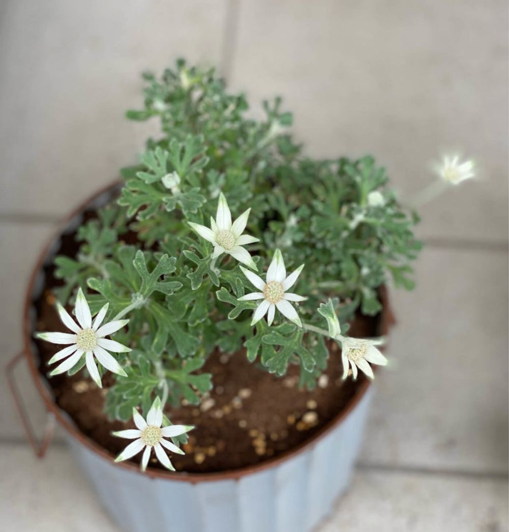 エンジェルスター