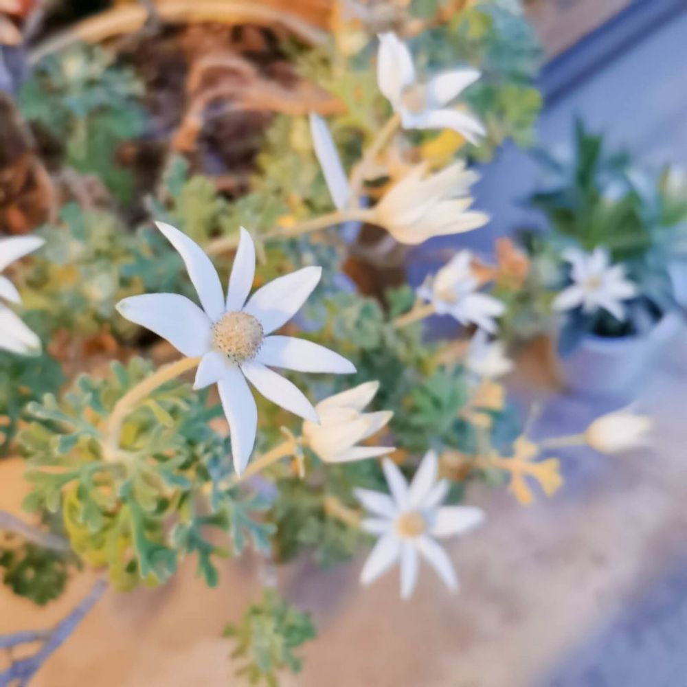 フランネルフラワー