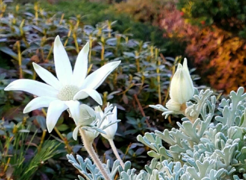 フェアリーホワイト