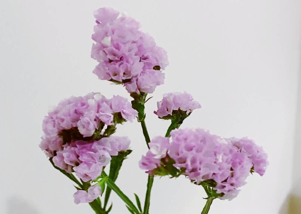 スターチスの花言葉 種類 色別の意味は 花の特徴 ドライフラワーに人気の品種は Greensnap グリーンスナップ