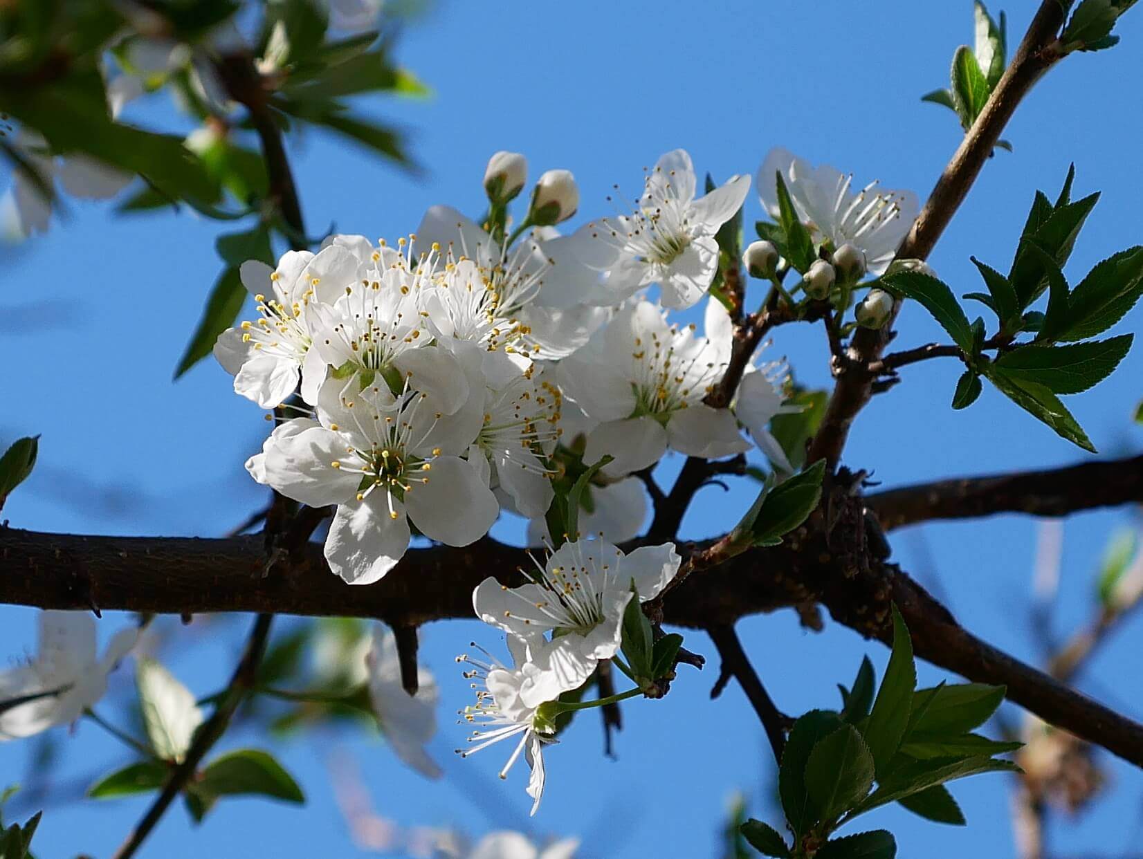 スモモの花言葉 意味や種類 花や実の特徴は Greensnap グリーンスナップ