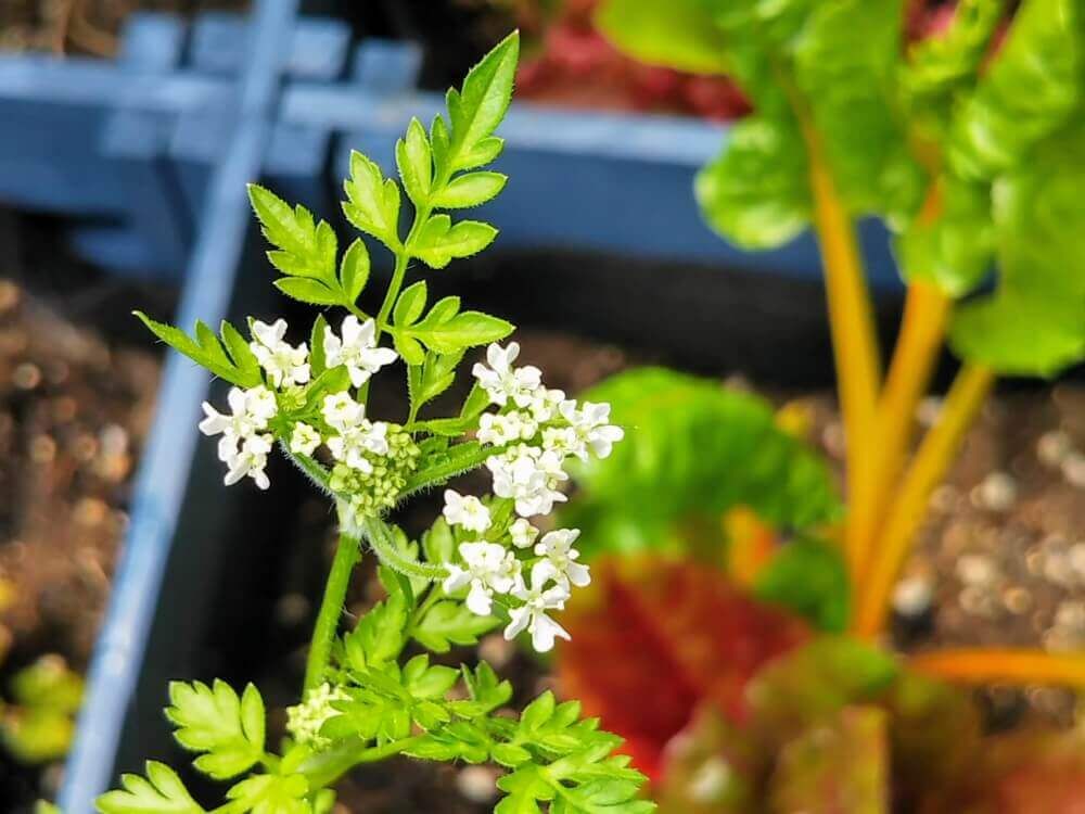 チャービル　白い花