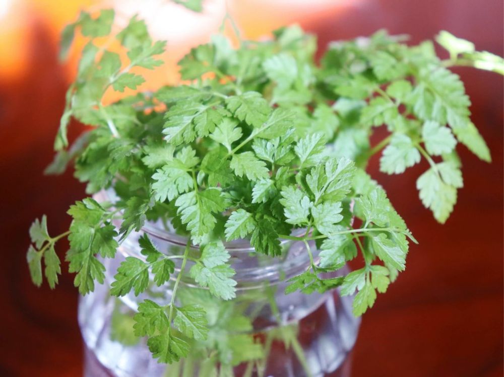チャービル　ガラス瓶　葉