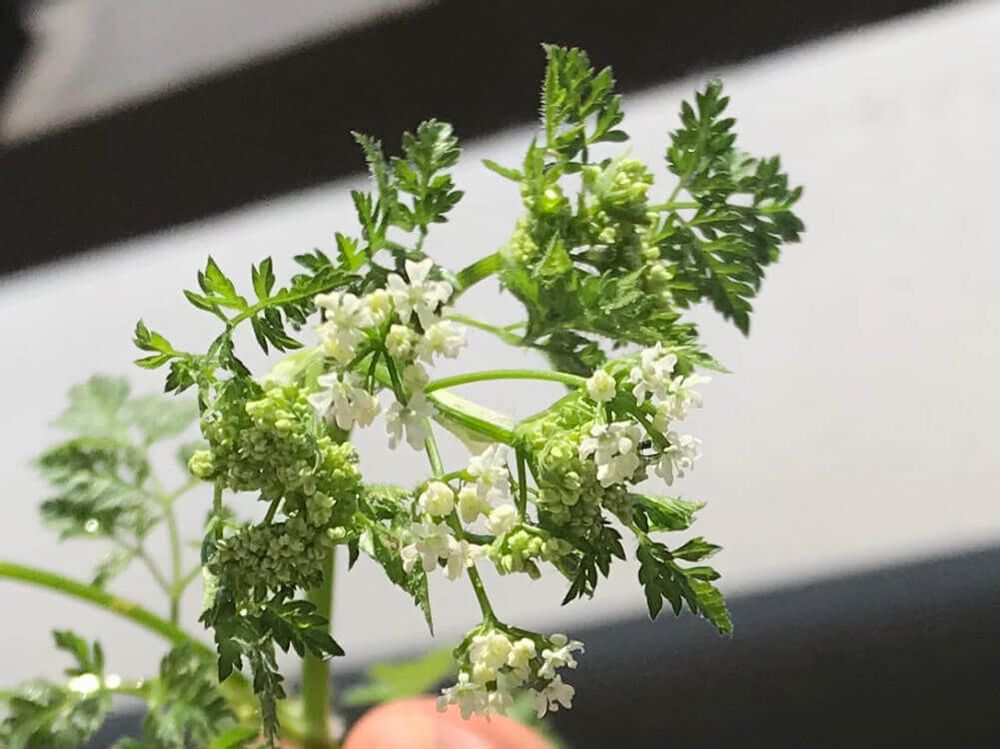 チャービル　白い花