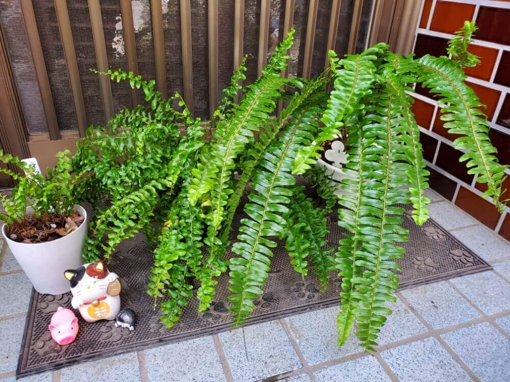 セイヨウタマシダ