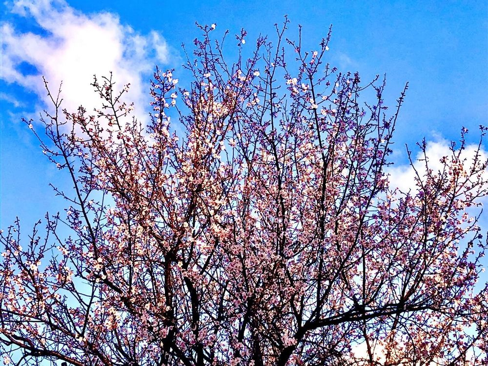 スモモの花　青空