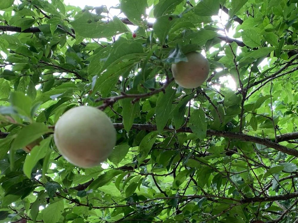 スモモ　緑色の実