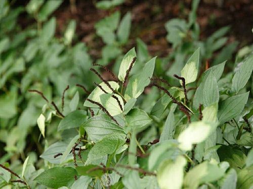 ハンゲショウ 半夏生 の花言葉 由来や花の特徴 茶花としても有名 Greensnap グリーンスナップ