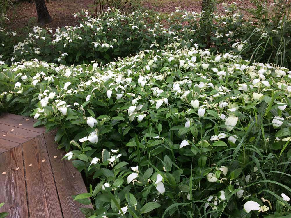 ハンゲショウ 半夏生 の花言葉 由来や花の特徴 茶花としても有名 Greensnap グリーンスナップ