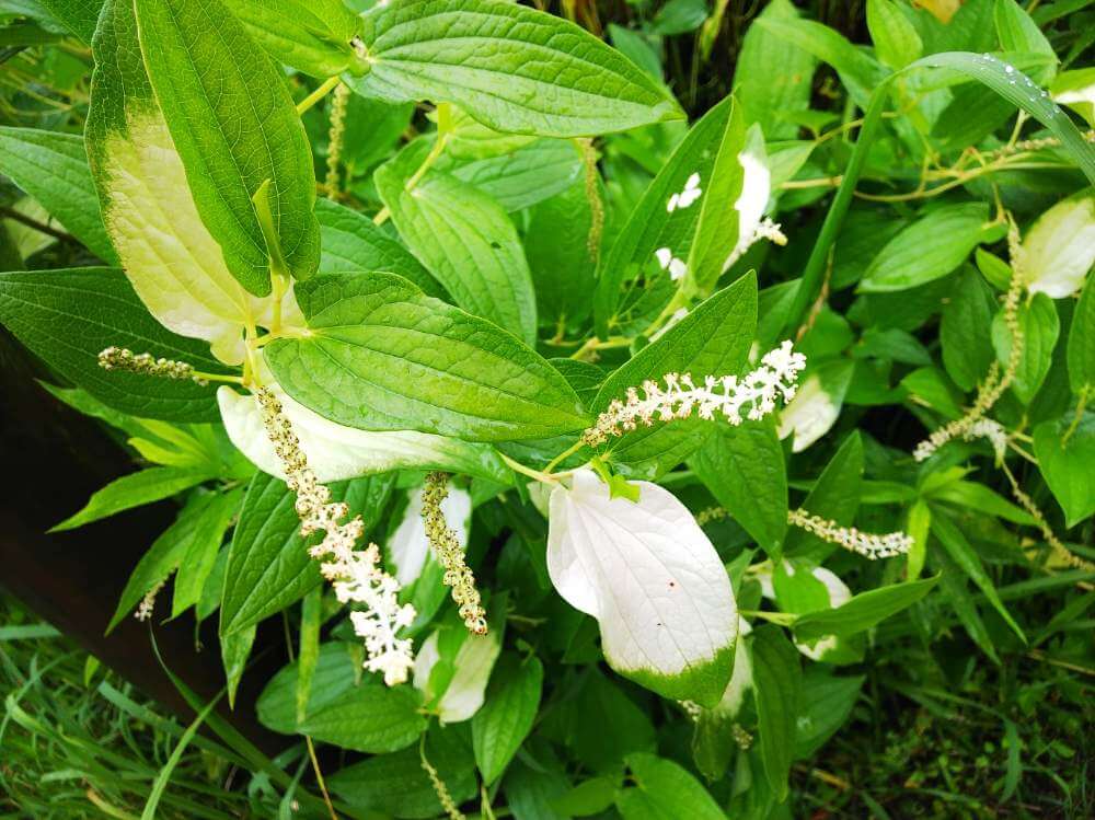 ハンゲショウ 半夏生 の花言葉 由来や花の特徴 茶花としても有名 Greensnap グリーンスナップ