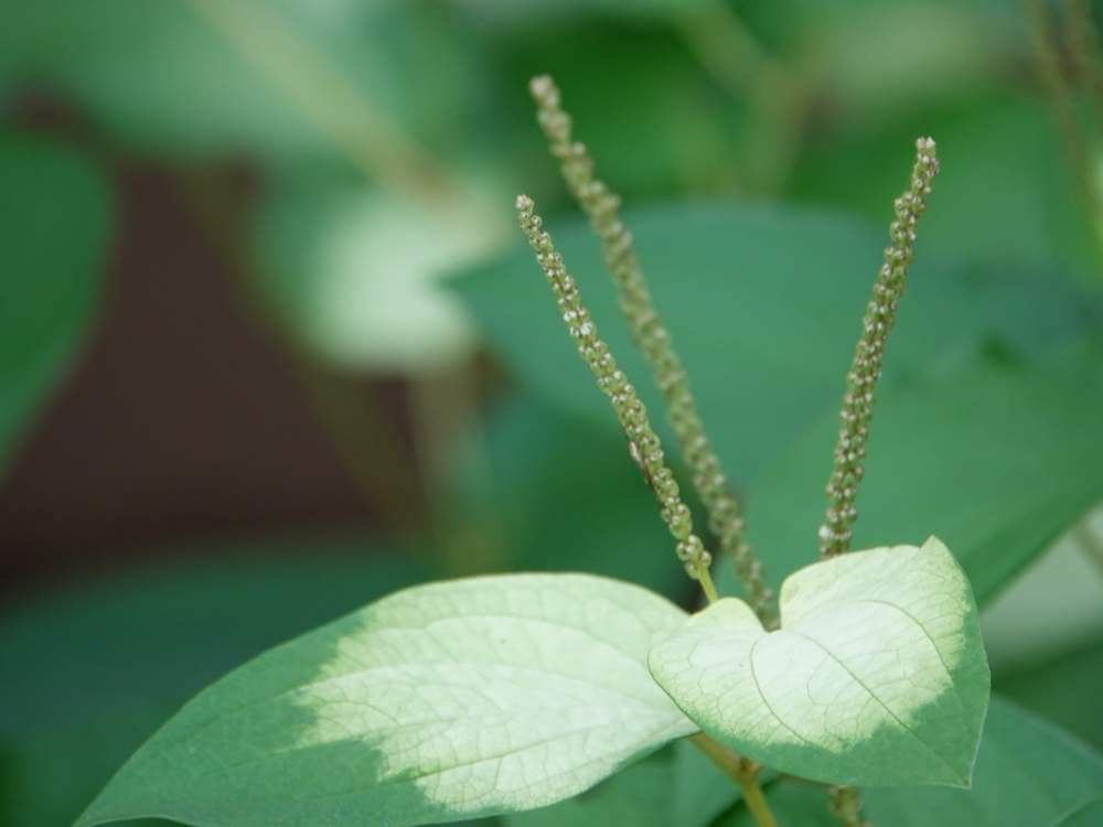 ハンゲショウ 半夏生 の花言葉 由来や花の特徴 茶花としても有名 Greensnap グリーンスナップ