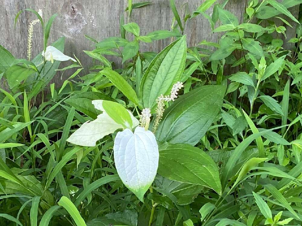ハンゲショウ 半夏生 の花言葉 由来や花の特徴 茶花としても有名 Greensnap グリーンスナップ