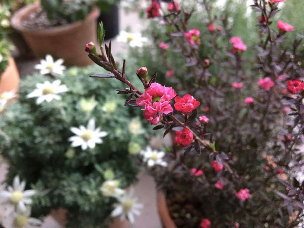 ギョリュウバイ