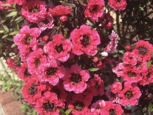 ギョリュウバイの花言葉 花や葉の特徴 梅に似ている Greensnap グリーンスナップ