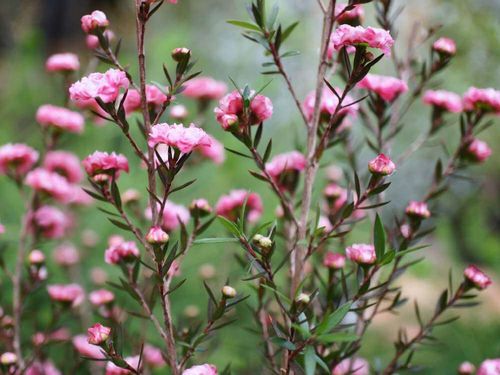 ギョリュウバイの花言葉 花や葉の特徴 梅に似ている Greensnap グリーンスナップ