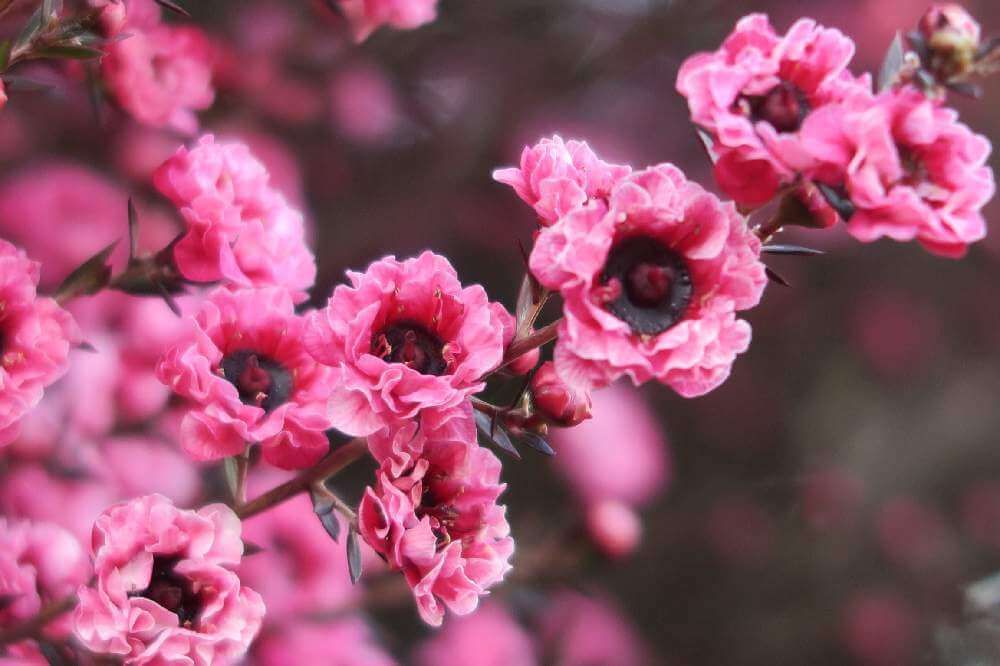 ギョリュウバイ