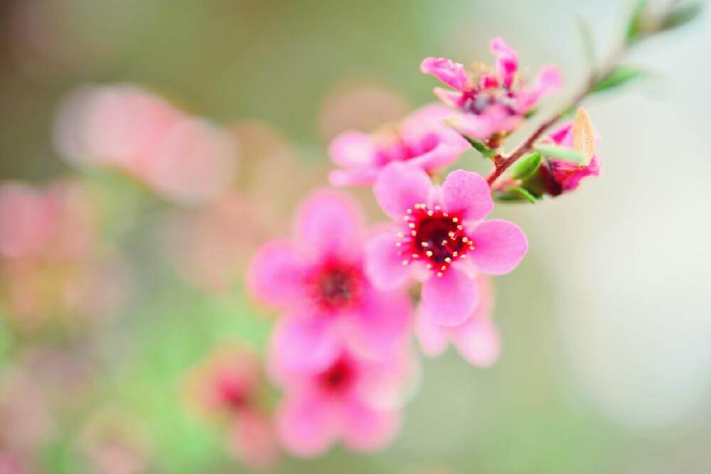ギョリュウバイの花言葉｜花や葉の特徴、梅に似ている ...