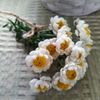 花かんざし(花簪)の花言葉｜花の特徴や種類、ハナカンザシとの違いは？の画像