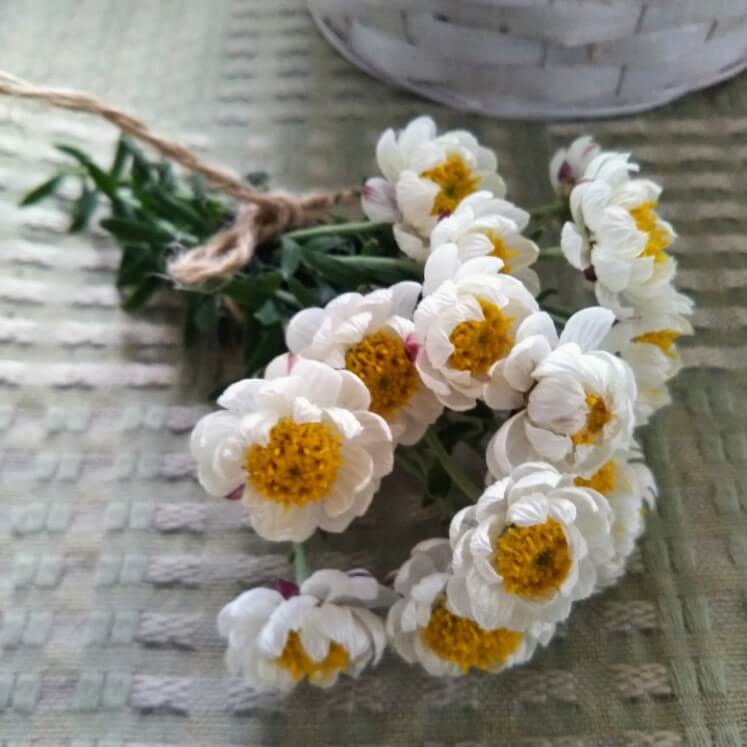 花かんざし 花簪 の花言葉 花の特徴や種類 ハナカンザシとの違いは Greensnap グリーンスナップ