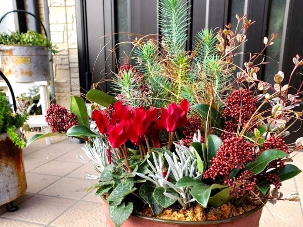 寄せ植え　冬