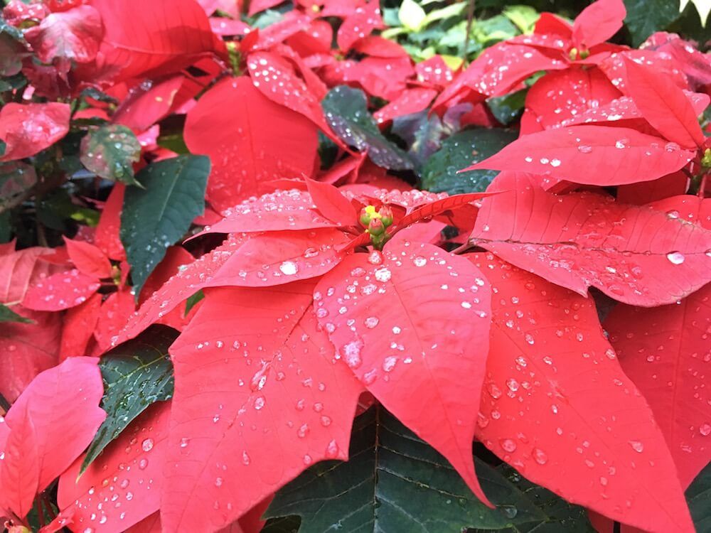 ポインセチア　赤い葉