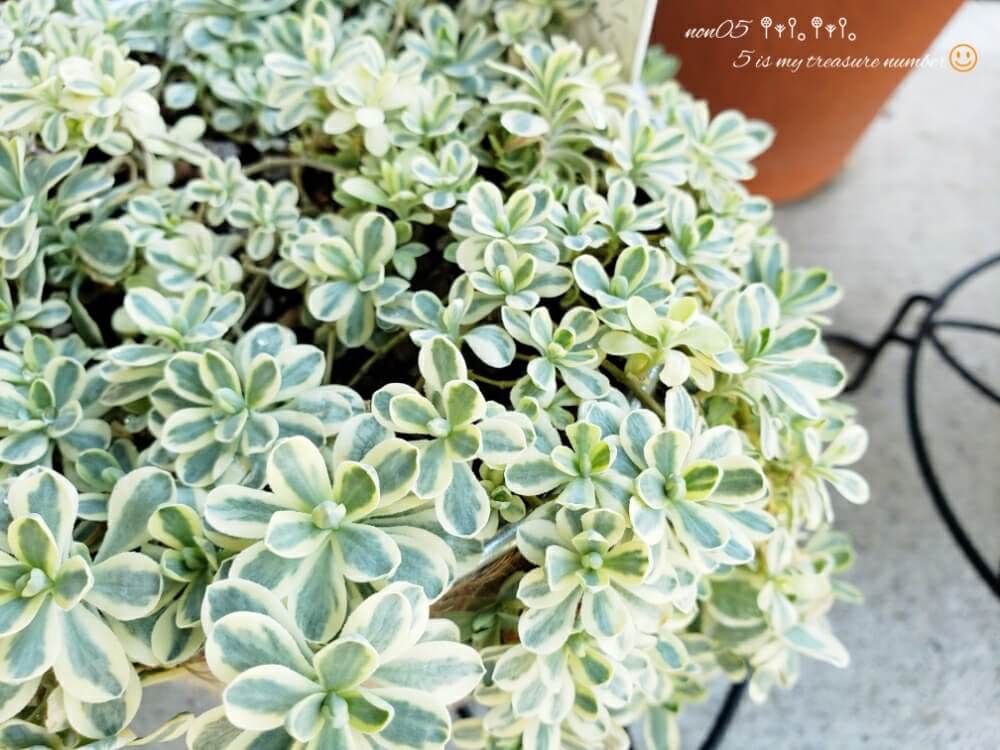 シレネユニフローラ　鉢植え　葉